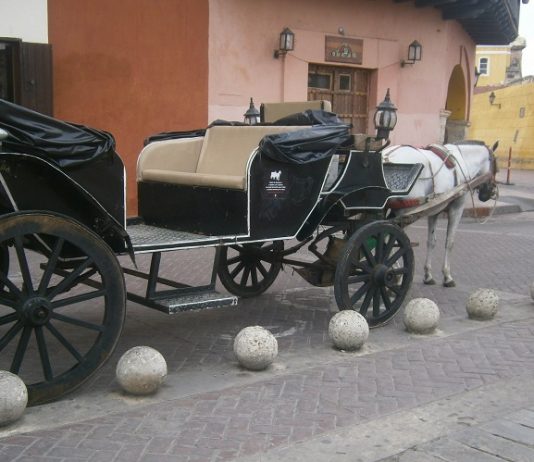 “Si queremos proteger los caballos sin acabar con los coches, tenemos que reglamentarlos”: senador Araújo Caballos Cocheros cartagena