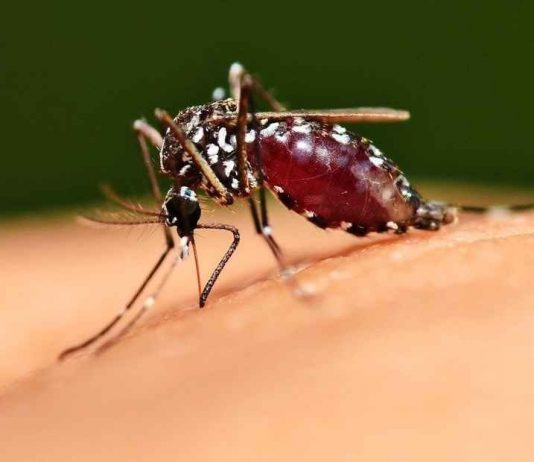 Frenar transmisión urbana es el reto contra la malaria La Malaria o paludismo