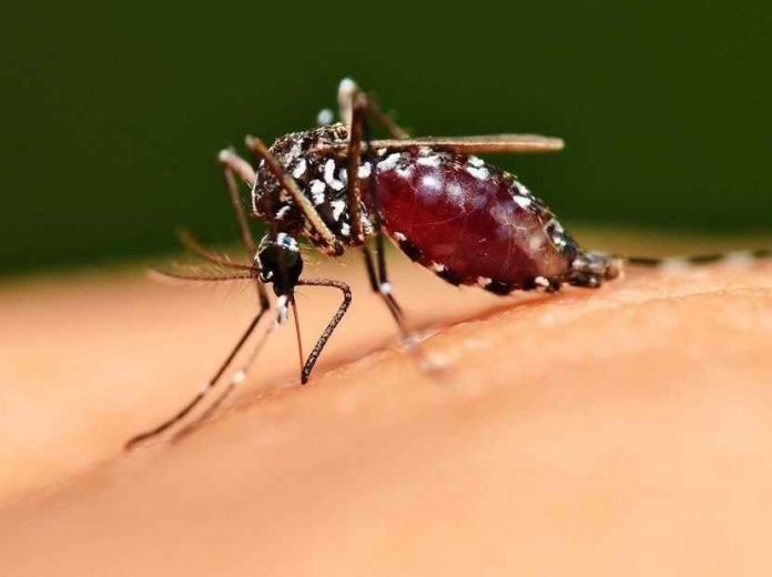 La Malaria o paludismo