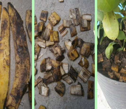 Como Transformar las cascaras en fertilizante para nuestro jardín