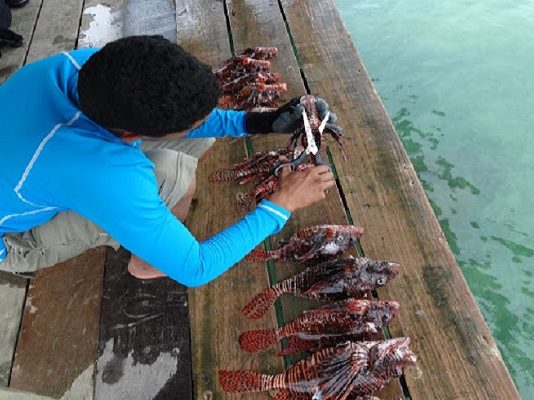 Primera Jornada Interinstitucional para capturar pez León