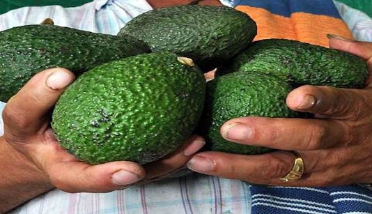 MinComercio busca duplicar mercados de exportación para aguacate Hass, Trucha y Tilapia