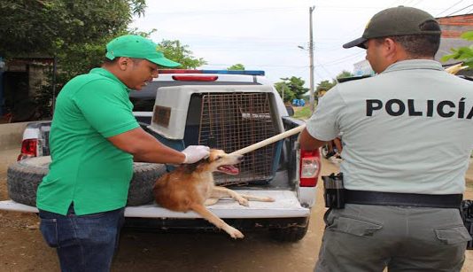 Umata, en compañía de la Policía Metropolitana atienden caninos abandonados en barrio El Pozón de Cartagena