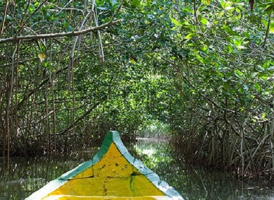 EPA celebró con la comunidad el día Internacional de la Defensa del Manglar