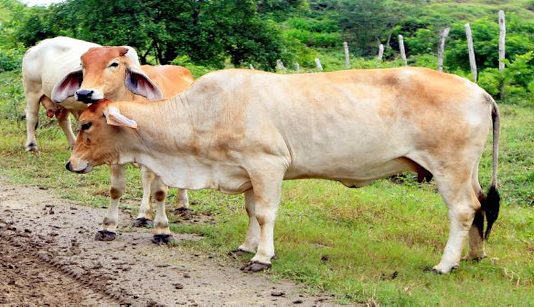 Cosalfa evaluará procesos de vacunación contra aftosa en Colombia