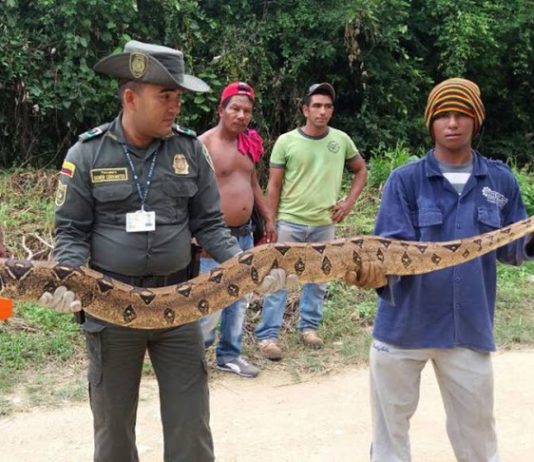 Boa constrictor es rescatada en casa campestre de Turbaco, Bolívar