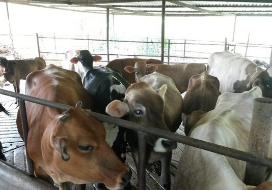 Confirman fin de casos activos de aftosa en Colombia