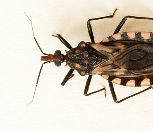 “En Cartagena no hemos identificado el chinche transmisor de chagas”: Dadis Enfermedad-de-chagas-Cartagena