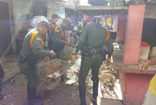 Autoridades rescataron 118 aves silvestres en mercado de Cartagena