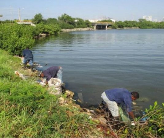Los manglares de Cartagena reciben una jornada de limpieza