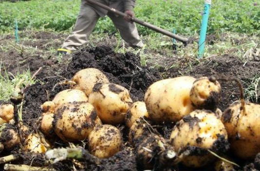 MinComercio investiga si hay distorsiones en importaciones de papa congelada