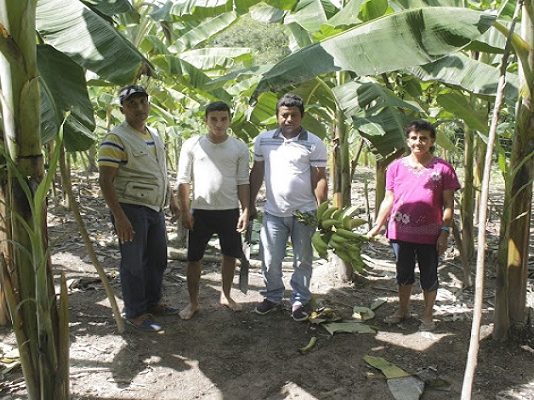 Ya se están dando las primeras cosechas del programa del proyecto hortofrutícula en Pailitas