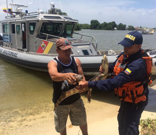 Recuperan especies en vía de extinción en caño del oro