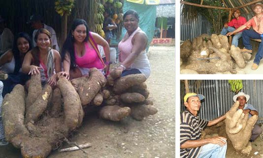 Esta próximo el Festival Nacional del Ñame en San Cayetano, Bolívar