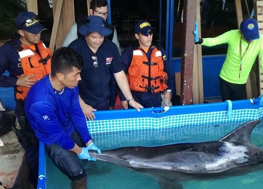 Armada Nacional rescato Delfín en aguas de Santa Marta