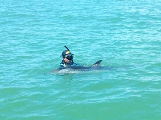 Rescatan Delfín en las aguas de Cartagena de indias