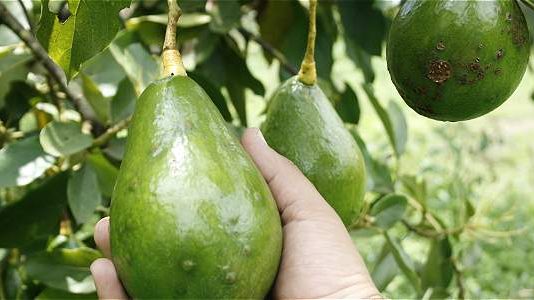 Con 34 toneladas salio el primer cargamento de aguacate colombiano a estados unidos