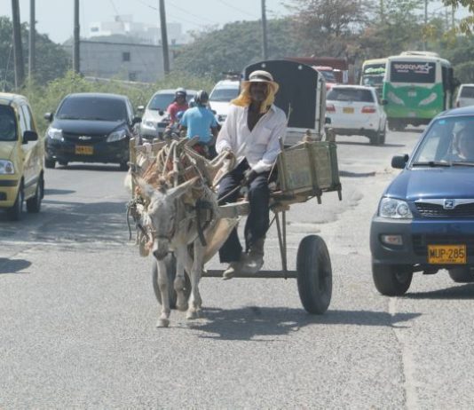 Fallo judicial ordena a la alcaldía de Cartagena explicar cómo va la sustitución de tracción animal