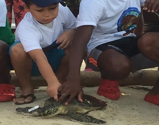 En isla Múcura se realizo jornada de liberación de tortugas