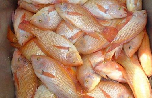 Colombia le apostara a la exportación de Tilapia