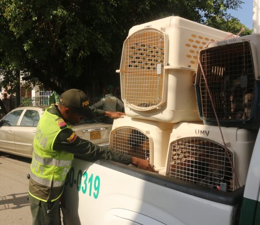 100 mascotas fueron rescatadas de una casa en el barrio chino en las que se encontraban en hacinamiento
