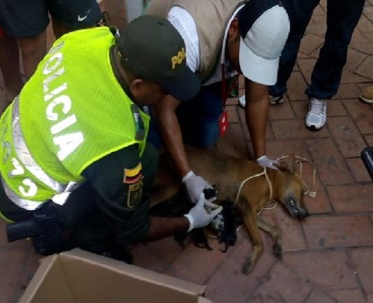 Umata y Policía Rescatan a una perrita que tuvo un parto bajo una alcantarilla de Cartagena