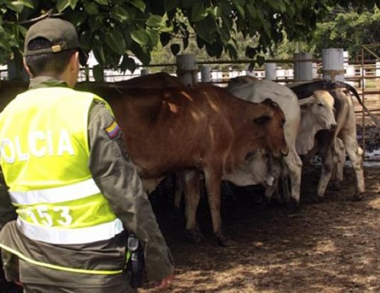 Policía de Cartagena Incauta 103 Bovinos transportados de forma ilegal en vía la cordialidad