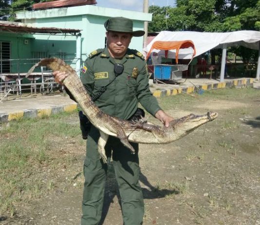 Aquí el balance de la lucha contra delitos ambientales en Cartagena durante el 2017