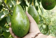 Avanza recuperación de cultivos de aguacate en Los Montes de María