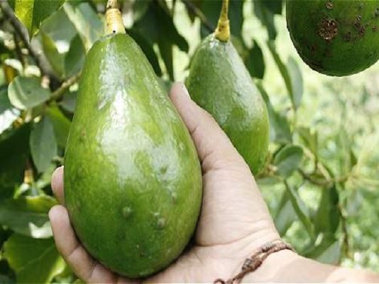 Avanza recuperación de cultivos de aguacate en Los Montes de María