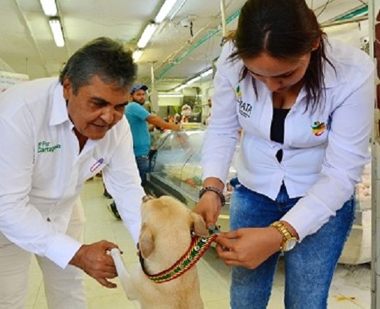 Avanza el censo a los caninos en el Distrito de Cartagena