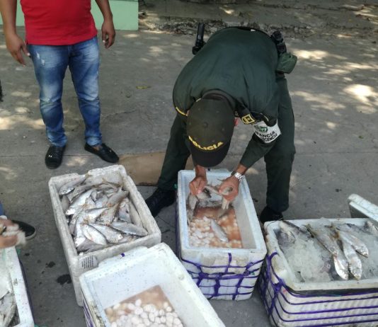 Policía ambiental incauto 3.000 huevos de iguana en Magangue, Bolívar