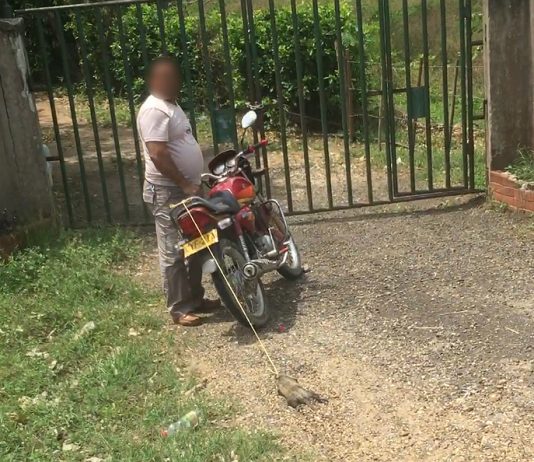 Capturan a sujeto que amarro a una Zarigüeya a la parte trasera de su moto y la arrastro por varios kilometros