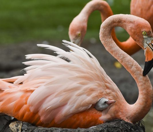 Nació el primer flamenco en el oasis portuario de Cartagena