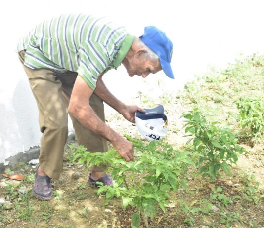 En Arjona, Bolívar adultos mayores se mantienen activos a través de los patios productivos Arjona-patios-productivos-adultos-mayores