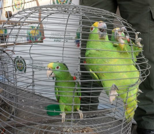 Incautan 14 aves silvestres en tienda de Cartagena Aves-Rescatadas-en-Cartagena-de-indias