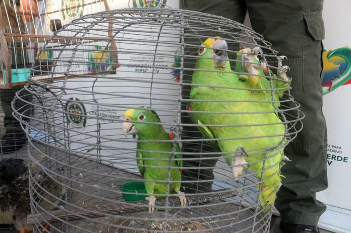 Aves-Rescatadas-en-Cartagena-de-indias