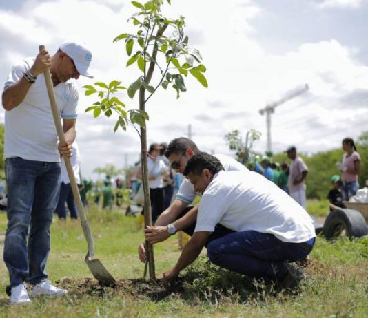 Siembraton dejo en Cartagena 1.485 arboles nuevos