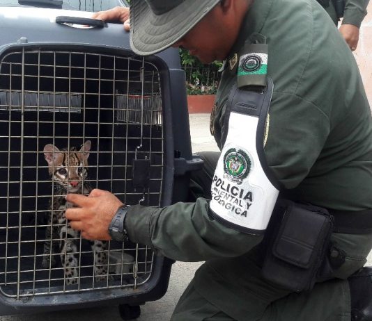 Gracias a la comunidad se logro es rescate de un tigrillo en la vereda de Paiba Tigrillo-Rescatado