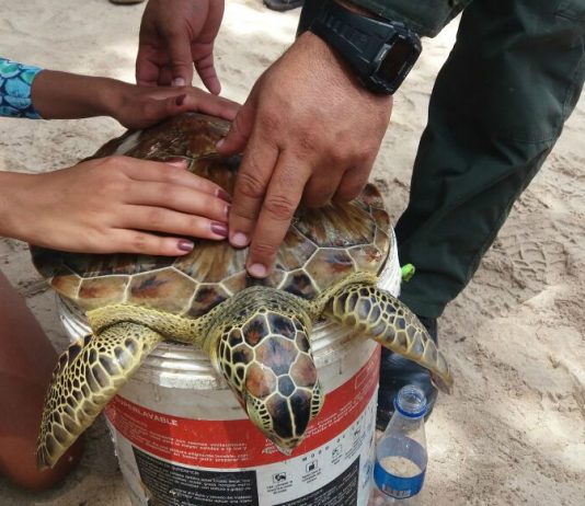 Jornada de Limpieza integral en Playa Blanca-Baru
