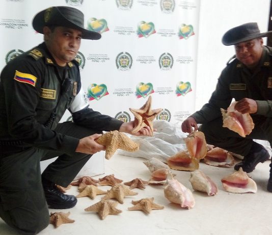 Caracoles pala y Estrellas de mar incautadas en operativos contra el trafico ilegal de fauna silvestre