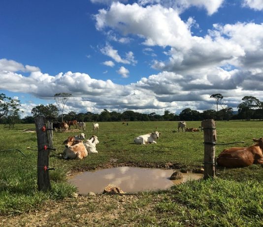 Recuperan 23.274 hectáreas de tierras, usurpadas por el Bloque Centauros las AUC Tierras-recuperadas-