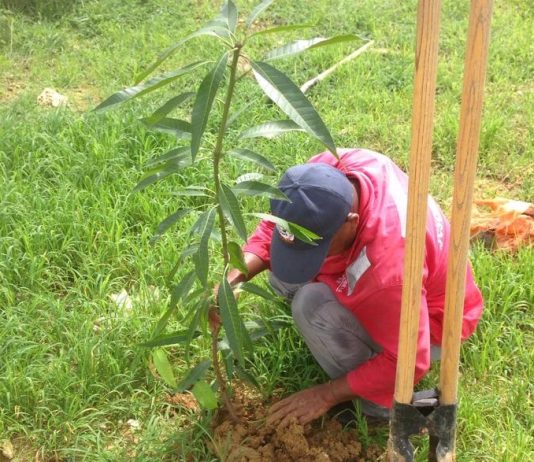 Alcaldía de Arjona realiza siembra de árboles Arjona siembra de arboles