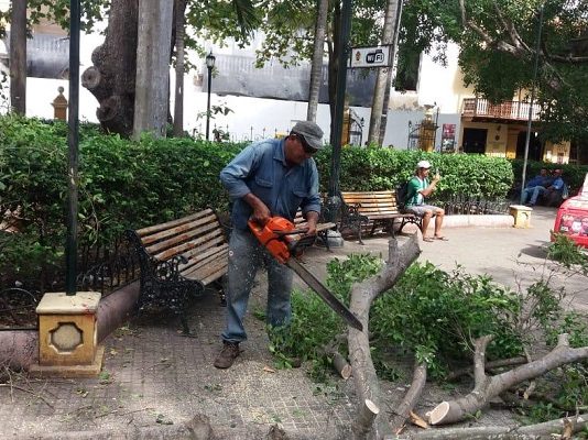 Turista resulto herida tras caerle rama de un árbol en el parque Bolívar de Cartagena Rama hirio a turista en parque bolivar