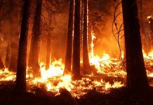 Conozca como prevenir los incendios forestales Como prevenir los incendios Forestales