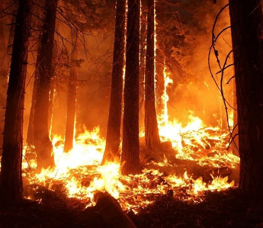Conozca como prevenir los incendios forestales Como prevenir los incendios Forestales