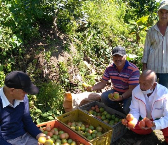 Los colombianos mayores de 60 años siguen siendo productivos Adultos-mayores-colombianos-productivos