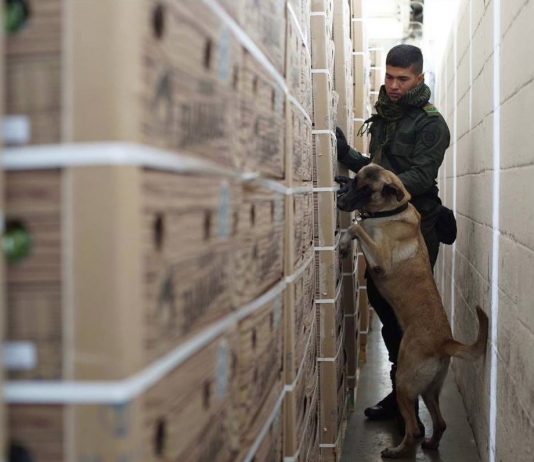 Incautan 183 Kilos de Cocaína en uno de los Puertos de Cartagena cocaina-incautada-en-cartagena