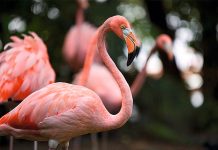 Port Oasis Eco Park abre sus puertas al publico desde el 18 de Julio hasta el 19 de Agosto Port Oasis Eco Park